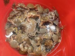 -日照海滨国家森林公园