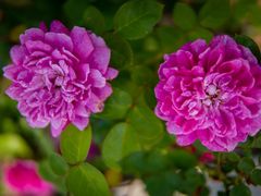 -鹅湖玫瑰文化园