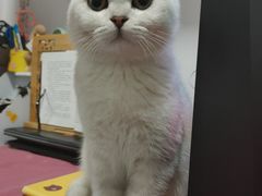 -东方名猫馆·英短金渐层布偶猫舍(环线广场1号楼店)