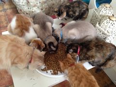 开饭咯-Sirena海妖日咖夜酒