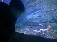 -芜湖新华联大白鲸海洋公园