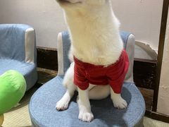 -逗柴咖啡屋·狗咖猫咖宠物桌游