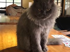 -more than meow吴止猫主题餐厅(承德 中船汇店)