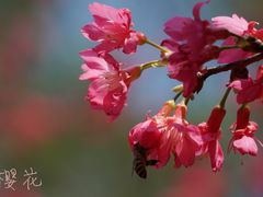 -桃花涧