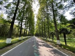 -黄海国家森林公园