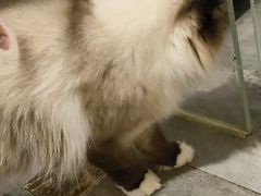 -楼上猫咖(罗湖店)