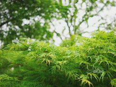 -杭州香格里拉饭店