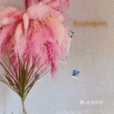 北京|咖啡馆里的粉色泡泡🫧