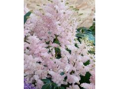 -深圳市中科院仙湖植物园