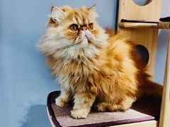 -Heymao猫咖.咖啡厅(东门店)