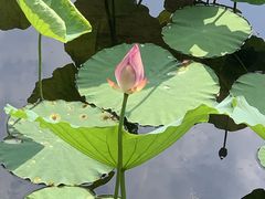 -荔湾湖公园