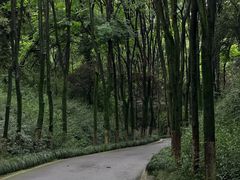 -宜兴龙背山森林公园