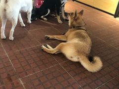 -柴犬高等学院·狗咖·柴犬售卖·宠物训练