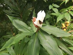 -广西壮族自治区药用植物园