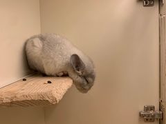 -龙猫仔乐园(惠福东路店)