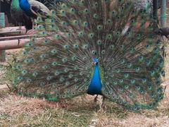 -昆明动物园