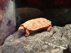 -上海海洋水族馆