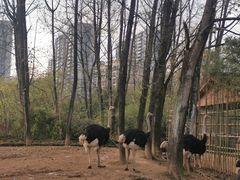 -杭州野生动物世界