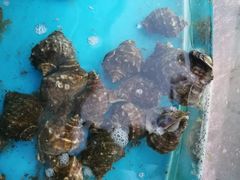 -京秀缘蒸汽海鲜农家菜大馅蒸饺