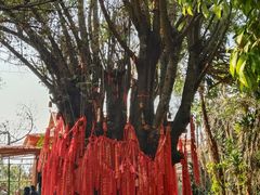 -瑞丽独树成林风景区