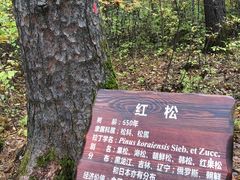 -汤旺河林海奇石景区