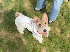 -爪吧宠物乐园 (温榆河示范区店)