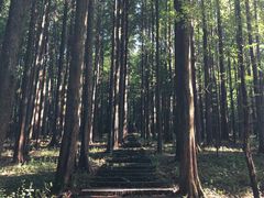 -武陵山森林公园