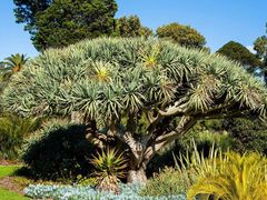 -墨尔本皇家植物园