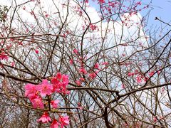 -天适樱花悠乐园