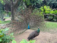 -广州长隆飞鸟乐园