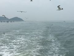 -长岛万鸟岛