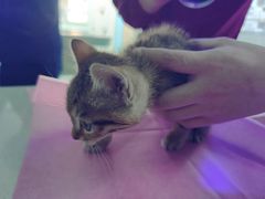 -北京观赏动物医院·24小时大型综合·猫专科·异宠专科