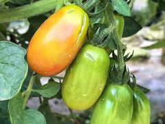 -周老三跷脚牛肉·全牛火锅(非遗传承店)