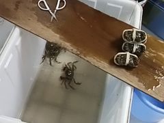 -阳澄湖大闸蟹·琼灵阁牌品牌连锁(吴中总店)