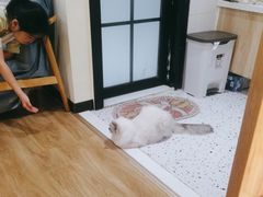 -滚猫咖啡·猫咖·猫友好撸猫(未来城店)