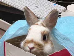 -瑞派·关忠动物医院·异宠专科·犬猫肿瘤·皮肤专科(望京店)