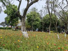 -铁山坪森林公园