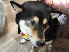 -柴迷FANS CLUB·柴犬狗咖·猫咖