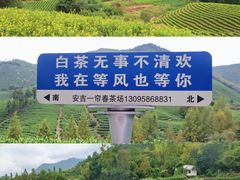 -白茶原·一片叶子