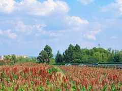 -三圣花乡旅游区