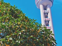 -东方明珠广播电视塔
