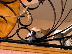 -喜柴咖啡·柴犬狗咖