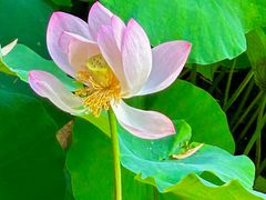 -四川大学(华西校区)