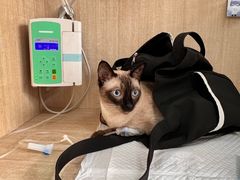 -北京观赏动物医院·24小时大型综合·猫专科·异宠专科