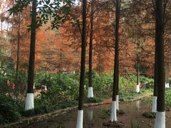 -重庆彩云湖湿地公园