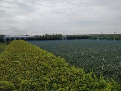 -白鹿原葡萄主题公园