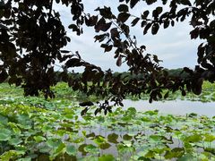 -荷塘月色湿地公园·向阳花洲