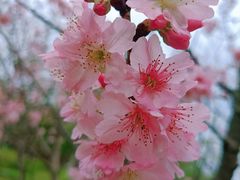 -王借岗森林公园