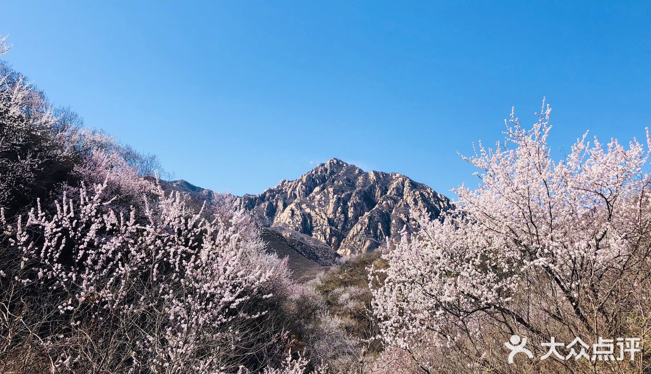 这条线路车少景美昌赤路两侧山桃山杏绽放成梦幻花海