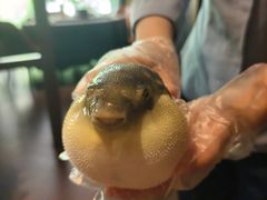 -肆月河豚·淮扬菜·湘菜(华天店)